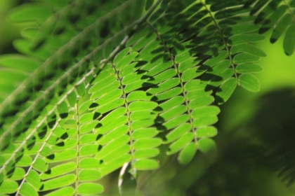 Picture of FRESH GREEN 1