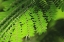 Picture of FRESH GREEN 1