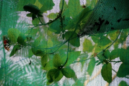 Picture of FRESH GREEN 2