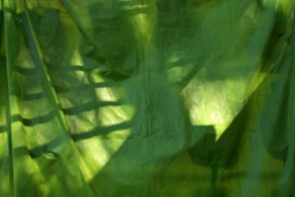 Picture of FRESH GREEN 3
