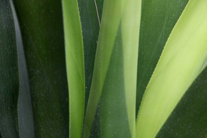 Picture of FRESH GREEN 4