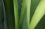 Picture of FRESH GREEN 4