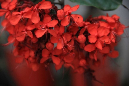 Picture of RED AUTUMN 1