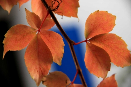 Picture of RED AUTUMN 2