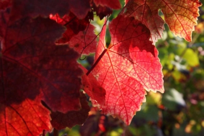 Picture of RED AUTUMN 4