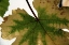 Picture of NATURE SHAPES 1