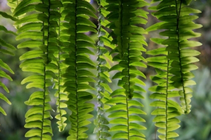 Picture of NATURE SHAPES 3