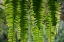 Picture of NATURE SHAPES 3