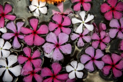 Picture of FLORAL POND 1