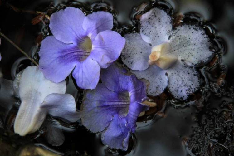 Picture of FLORAL POND 2