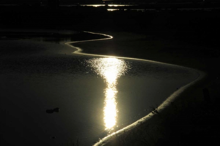 Picture of MOONLIGHT ENCHANTMENT 2