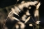 Picture of MOONLIGHT ENCHANTMENT 3
