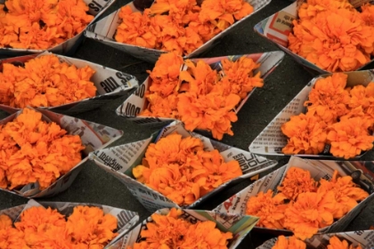 Picture of GLOBAL ORANGE 1