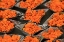 Picture of GLOBAL ORANGE 1