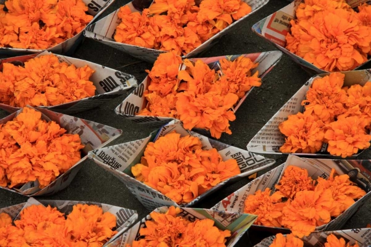 Picture of GLOBAL ORANGE 1