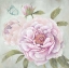 Picture of PEONY SHIMMER
