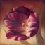 Picture of EVENTIDE TULIP