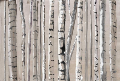 Picture of WEST COAST BIRCH