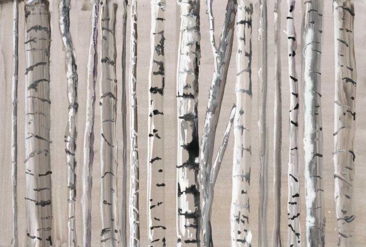 Picture of WEST COAST BIRCH