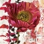 Picture of RED POPPY STORY  