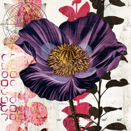 Picture of PLUM POPPY STORY
