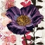 Picture of PLUM POPPY STORY