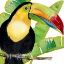 Picture of TROPICAL TOUCAN