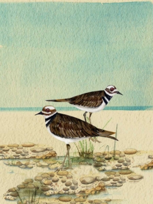 Picture of KILLDEER BY THE SEA