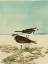 Picture of KILLDEER BY THE SEA