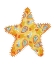 Picture of SUNSHINE STARFISH