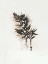 Picture of FIELD STUDY GRASSES