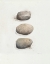 Picture of FIELD STUDY STONE 