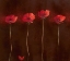 Picture of POPPY FAMILY 1