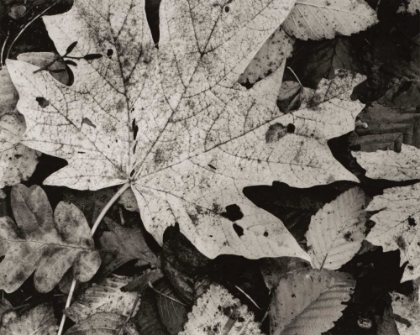 Picture of FOREST DETAIL