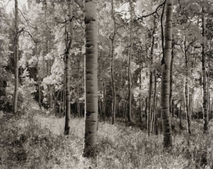 Picture of BIRCH CLEARING