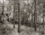 Picture of BIRCH CLEARING