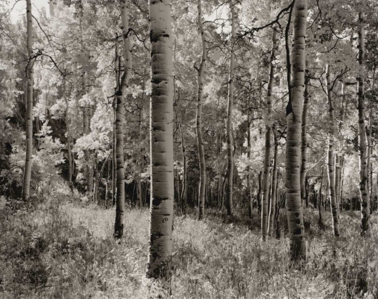 Picture of BIRCH CLEARING