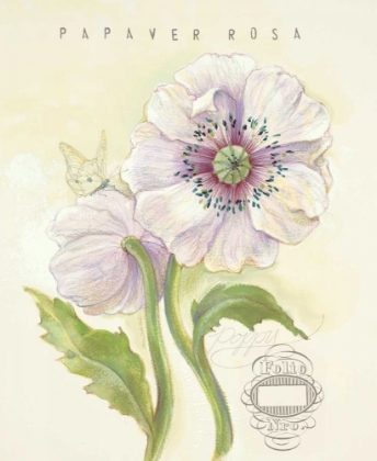 Picture of CLAIRES GARDEN POPPY