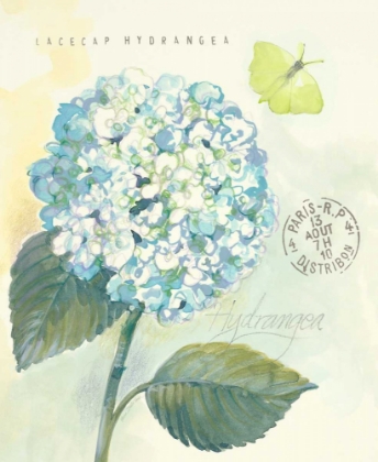 Picture of CLAIRES GARDEN HYDRANGEA