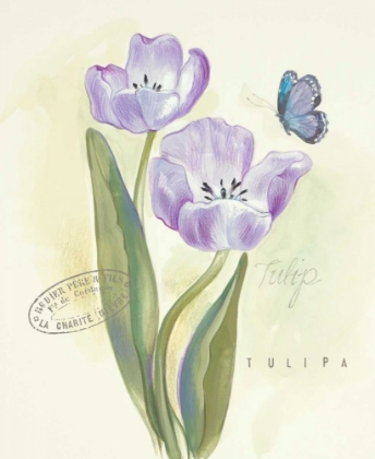 Picture of CLAIRES GARDEN TULIP 