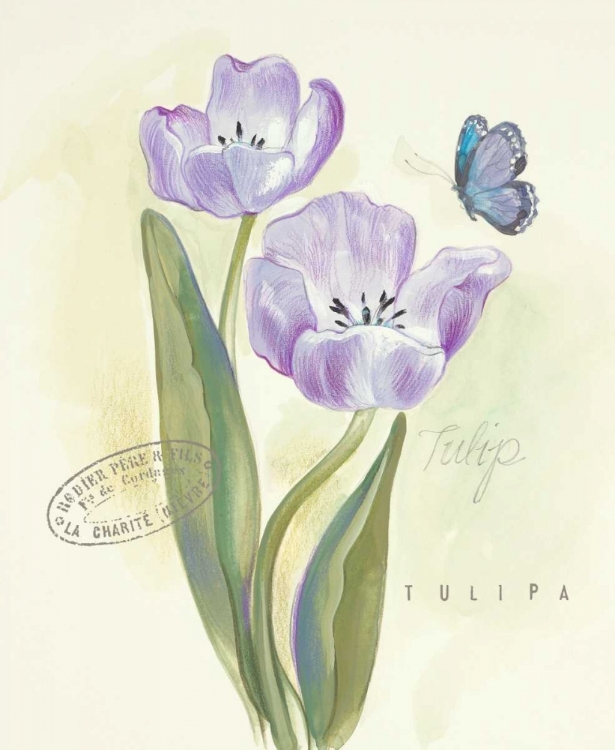Picture of CLAIRES GARDEN TULIP 