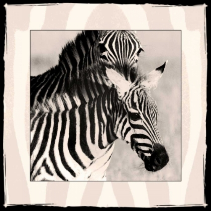 Picture of ZEBRA ENCHANTMENT 1