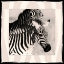 Picture of ZEBRA ENCHANTMENT 1