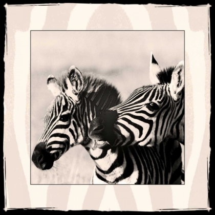 Picture of ZEBRA ENCHANTMENT 2