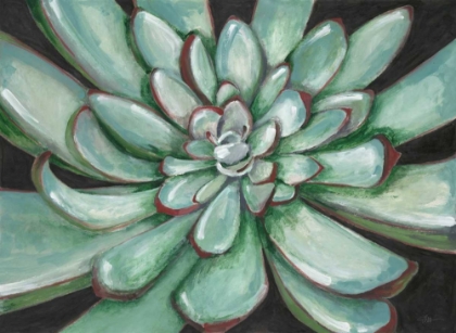 Picture of DESERT SUCCULENT