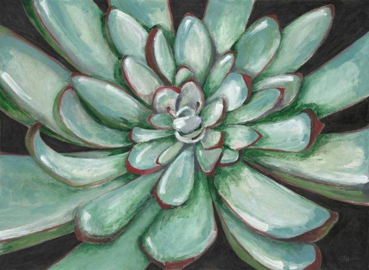 Picture of DESERT SUCCULENT