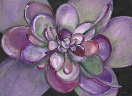 Picture of PLUM SUCCULENT 