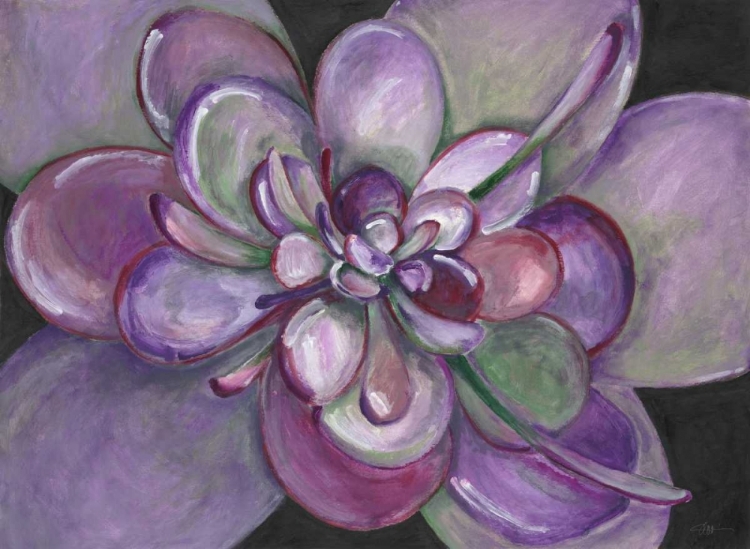 Picture of PLUM SUCCULENT 