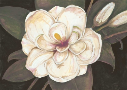 Picture of SOUTHERN MAGNOLIA