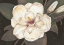 Picture of SOUTHERN MAGNOLIA